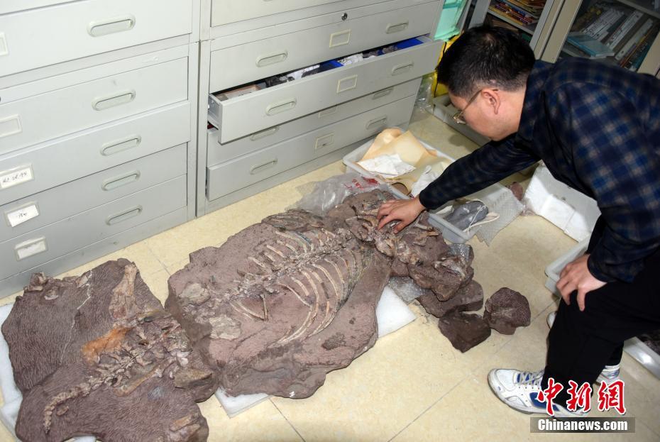 中国发现2.5亿年前九峰吐鲁番兽 首个跨热带温带分布二齿兽