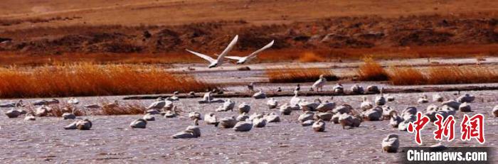 上百只天鹅“做客”中国边城满洲里